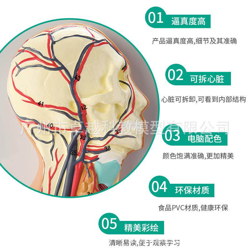 直销新款人体血液循环系统模型人体动脉静脉 浮雕人体血管模型心