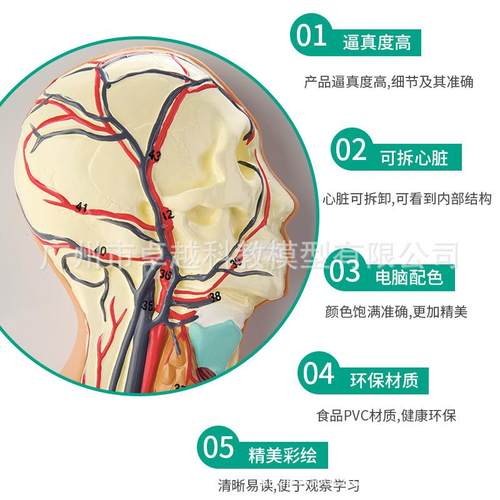 直销新款人体血液循环系统模型人体动脉静脉 浮雕人体血管模型心