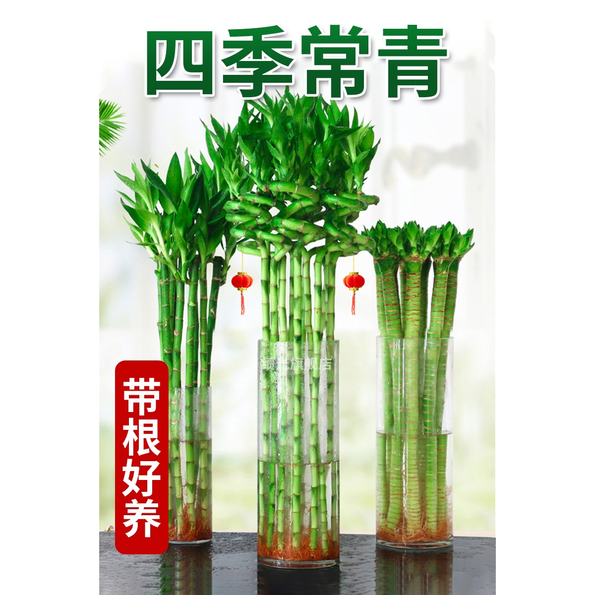 带根龙竹观音转运发财富贵