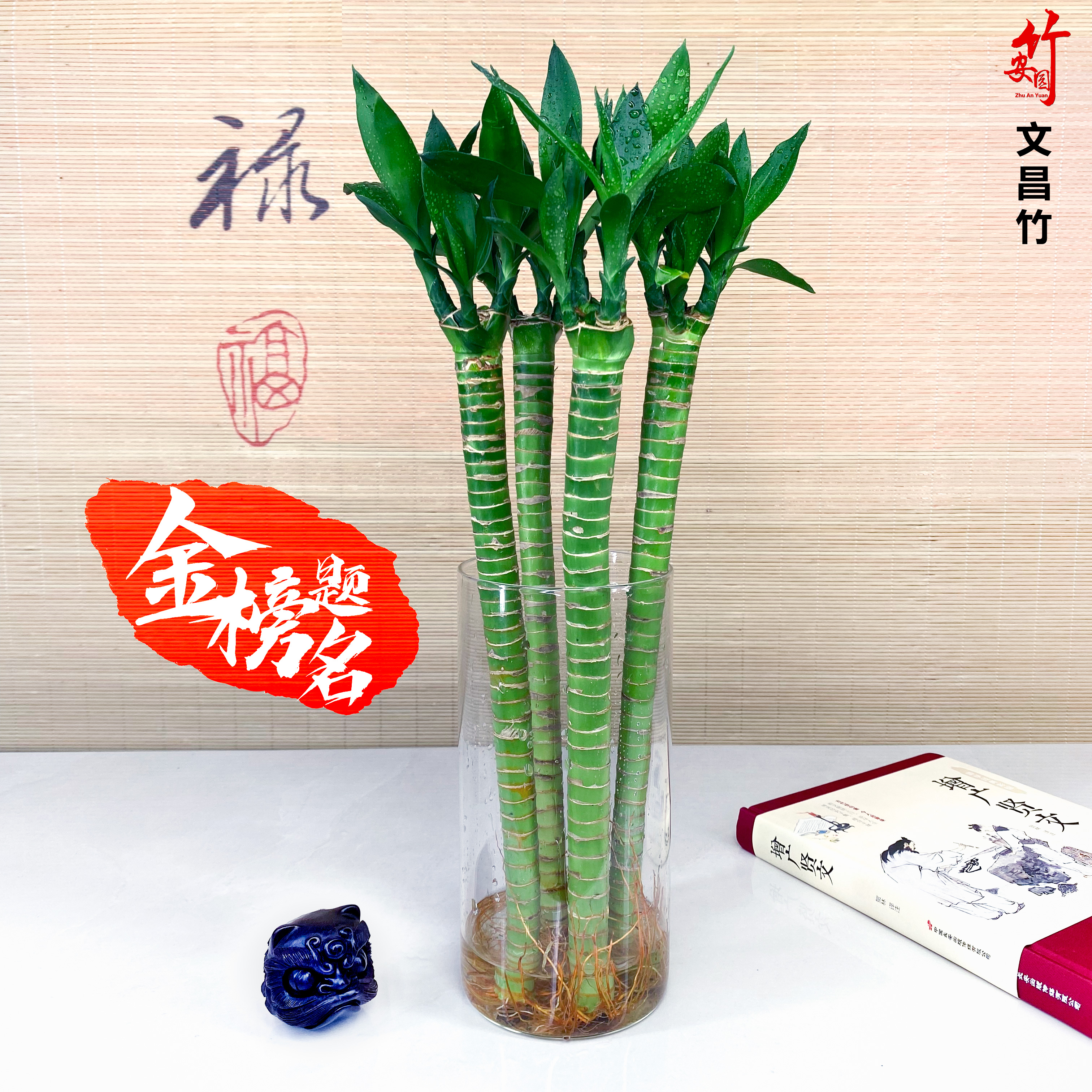 多头文昌竹4支带根龙水养