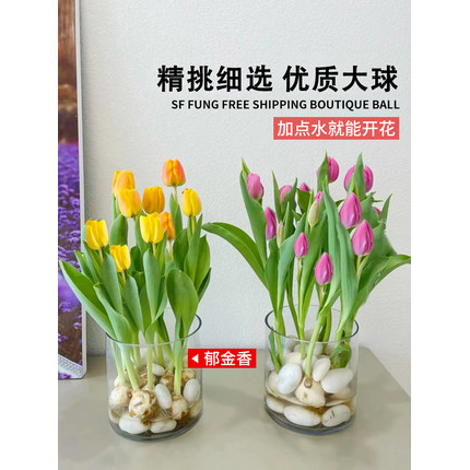 郁金香种球自然荷兰进口粉