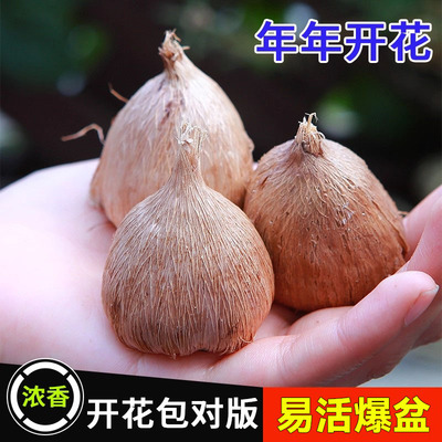 香雪兰种球混色进口重瓣小