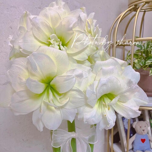 荷兰进口重瓣朱顶红种球阿