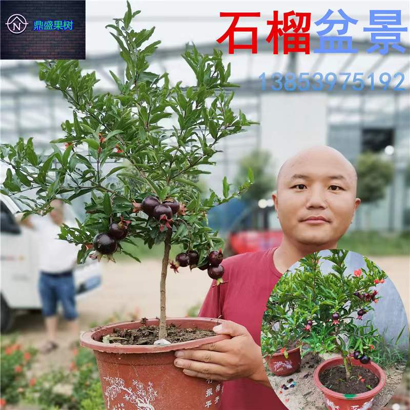 盆栽墨子无籽黑石榴苗突尼