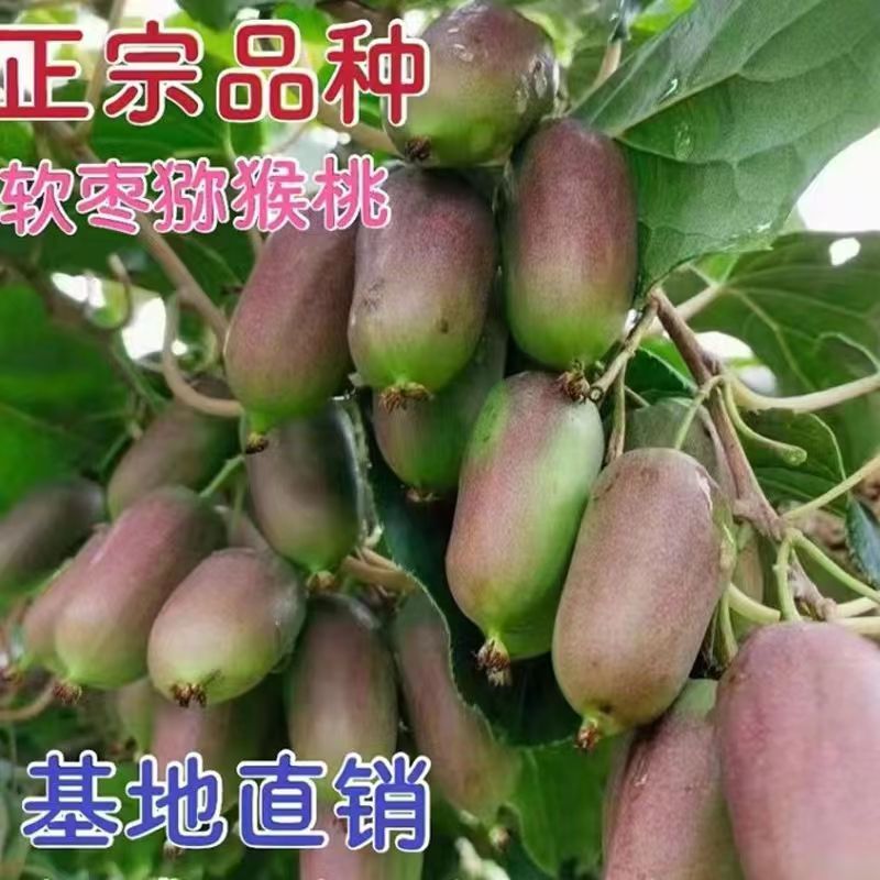 正宗软枣猕猴桃树苗耐寒带