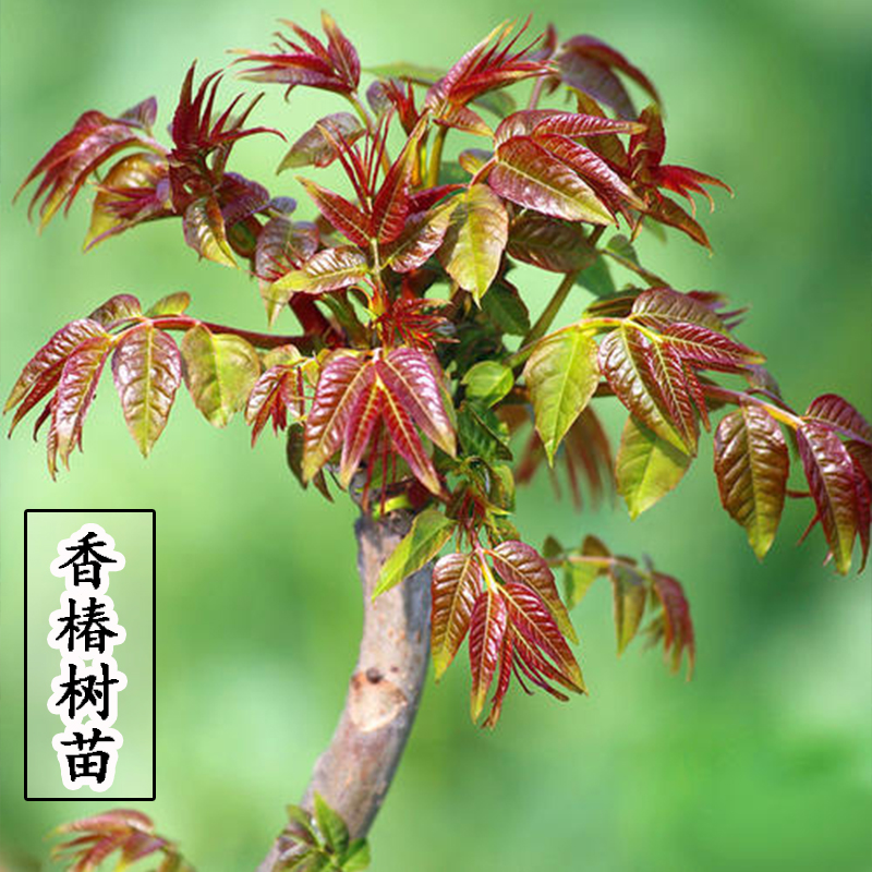 食用香椿树苗红油绿盆栽地