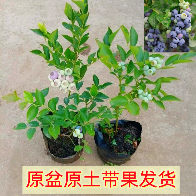 蓝莓果树苗盆栽地大南北方