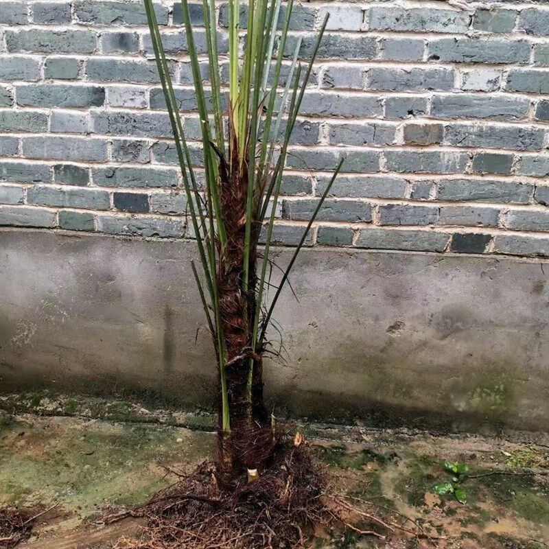 棕树苗棕榈树苗棕榈树扇子树葵蒲扇棕竹苗棕榈大树别墅绿植