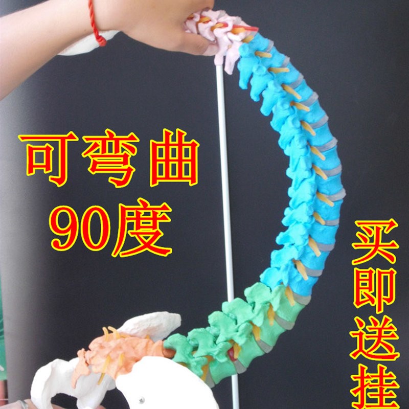 正骨彩色椎体人体脊柱模型人体骨骼模型大脊椎成人1:1带胸椎骨盆