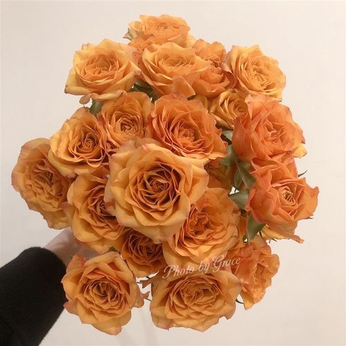 铃兰家  藏红花微笑 肯尼亚2022超新品多头玫瑰月季花苗花卉