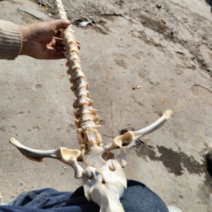 诸葛渊脊骨剑骨架创造作山羊脊椎骨一套完整制作收藏摆件拼装练习