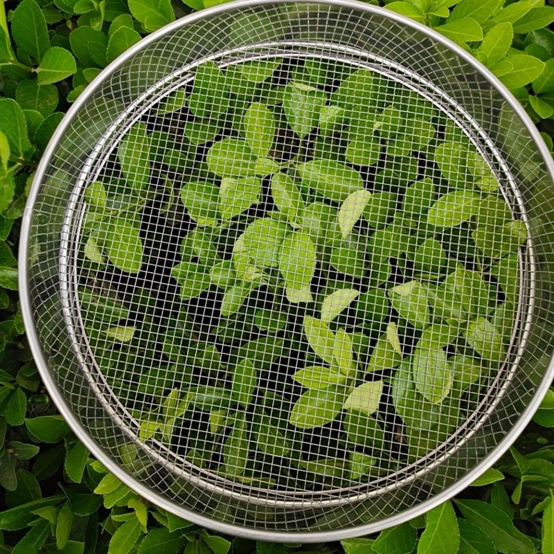 热销鸽子用筛粮盘分粮筛晒粮洗粮筛鸽子用品用具鸽具大全信鸽喂食