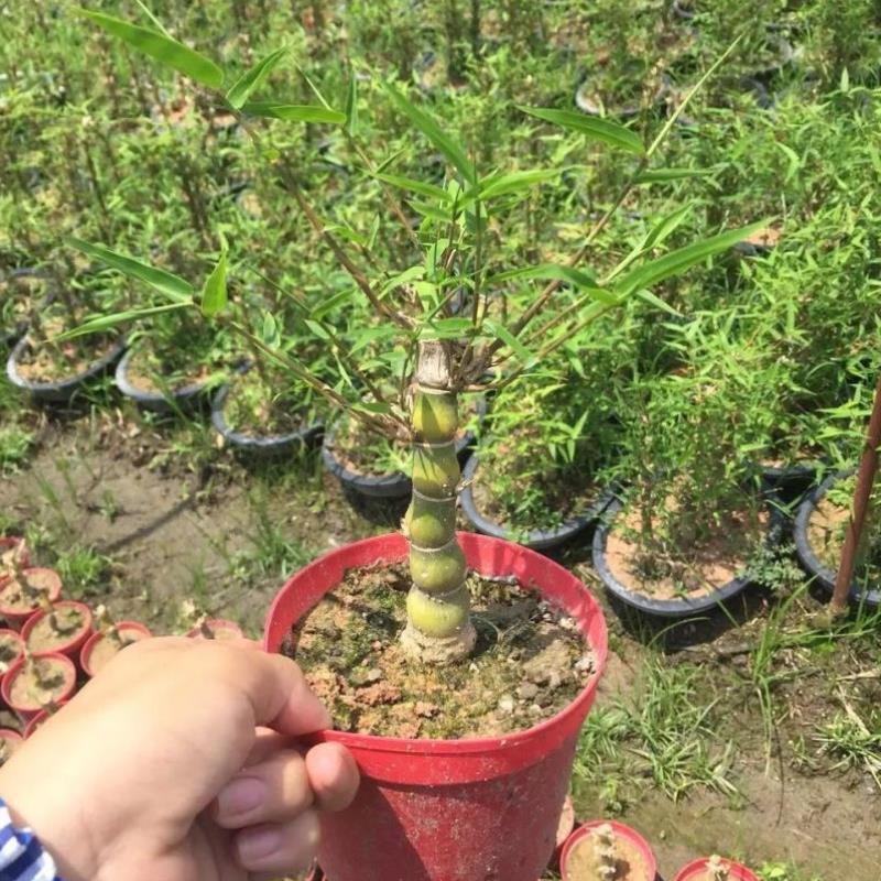 佛肚竹老桩罗汉竹佛肚竹盆景矮化米竹簕竹老桩盆栽龙鳞竹葫芦竹