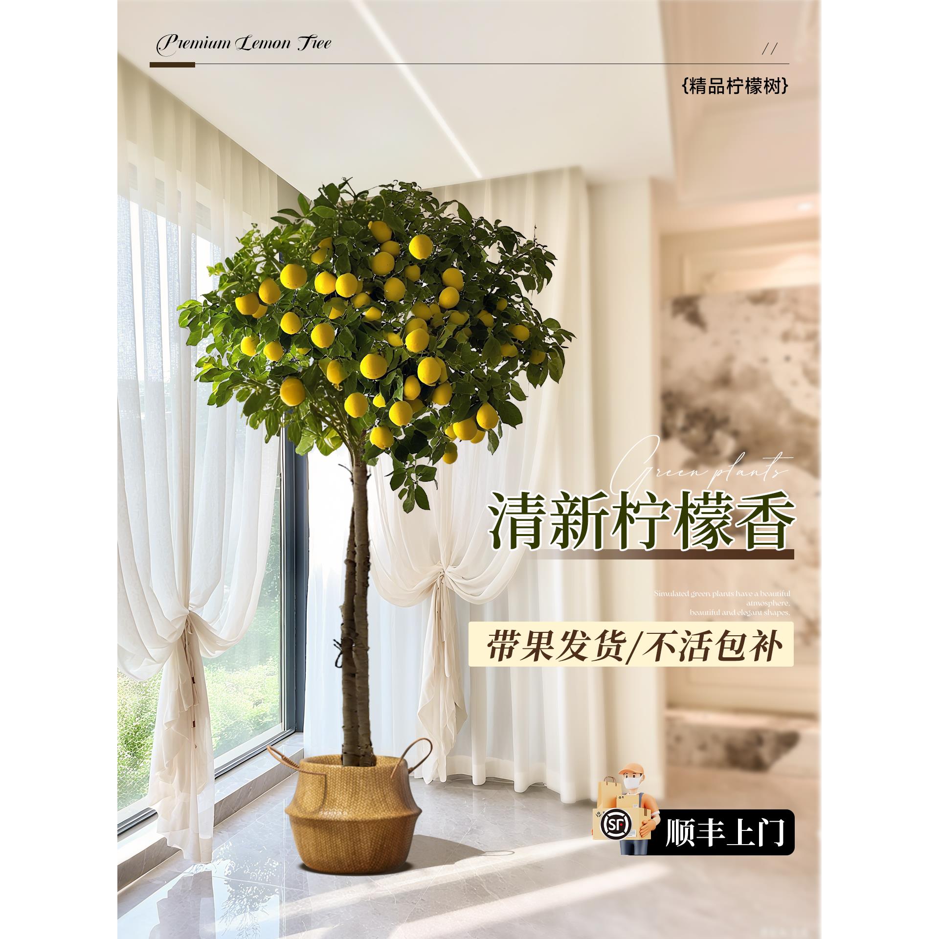 香水柠檬树盆栽带果四季可食用旺宅绿植室内大型植物客厅阳台好养