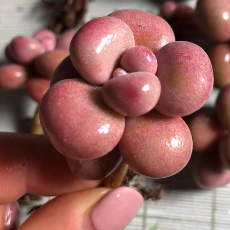 丸叶桃蛋多肉老桩 带杆正宗腰子蛋桃之桌面植物迷一物一拍包邮红