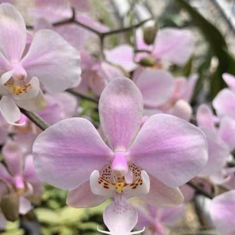 银叶西蕾丽蝴蝶兰菲律宾原生种全日香蝴蝶兰欣蕾丽洋兰花卉盆栽