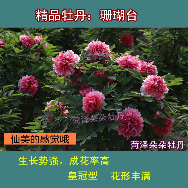 圣代珊瑚台锦之艳雪映桃花贵妃插翠如花似玉牡丹花菏泽正宗粉庭院