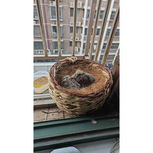 天然植物手工编织鸟窝鸟巢斑鸠窝野鸽子窝小鸟巢孵化保暖鸟窝