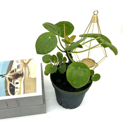 镜面草老桩盆栽观叶杆盆景耐阴吸毒草铜钱草室内办公桌面四季常绿