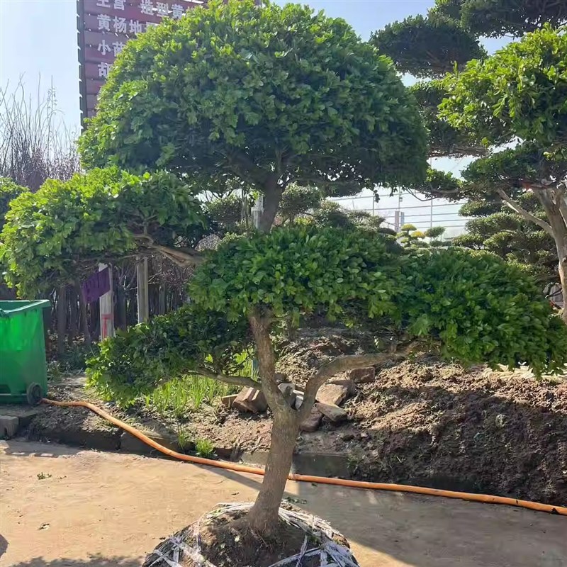 精品小叶造型瓜子黄杨树苗别墅庭院绿化工程绿化四季常青耐寒耐旱
