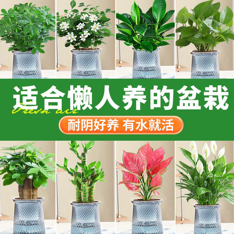 适合懒人养的花盆栽室内桌面水培花卉绿萝吊M兰四季耐阴好养绿植