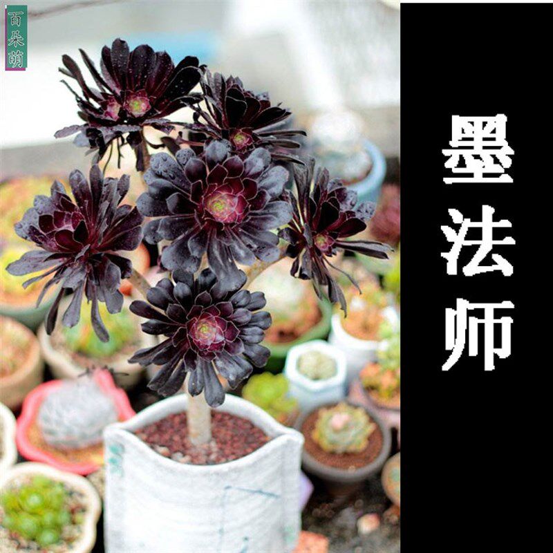 多肉植物墨法师老桩 超黑油量叶子法师 木质化超T大墨法师老桩有