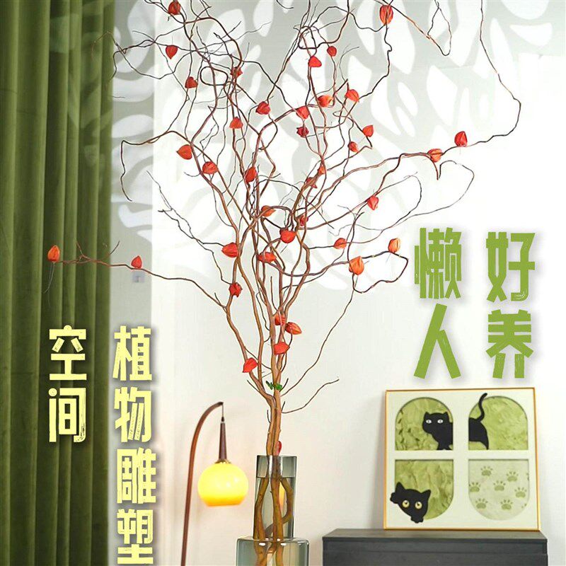 金灯树  金龙柳酸浆t果鲜枝水培植室内大型好养绿植花卉鲜切枝