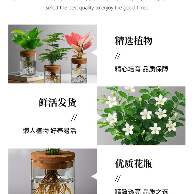 文竹盆栽室内水培植n物办公室桌面绿植花卉小摆件净化空气懒人好