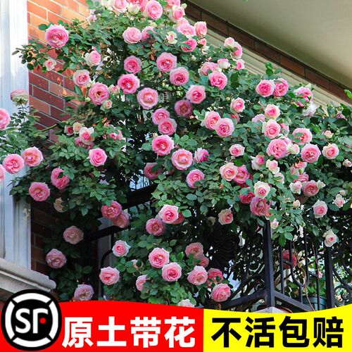 粉色龙沙宝石蔷薇爬藤本月季花苗C盆栽四季浓香玫瑰花卉植物庭院