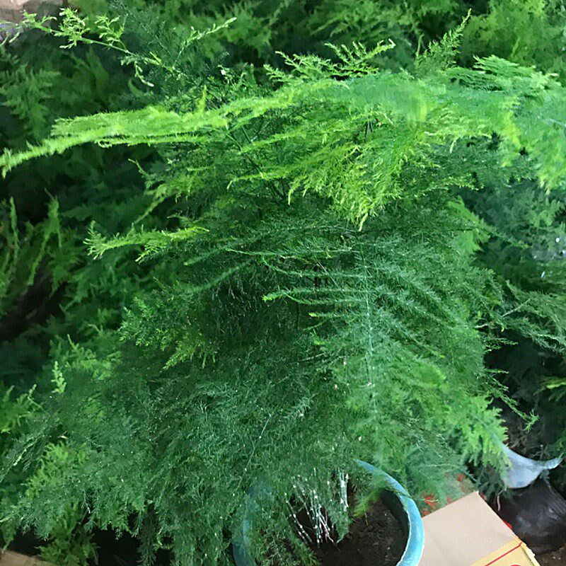 文竹盆栽大文f竹室内客厅庭院耐寒植物花四季常青土培盆景净化空