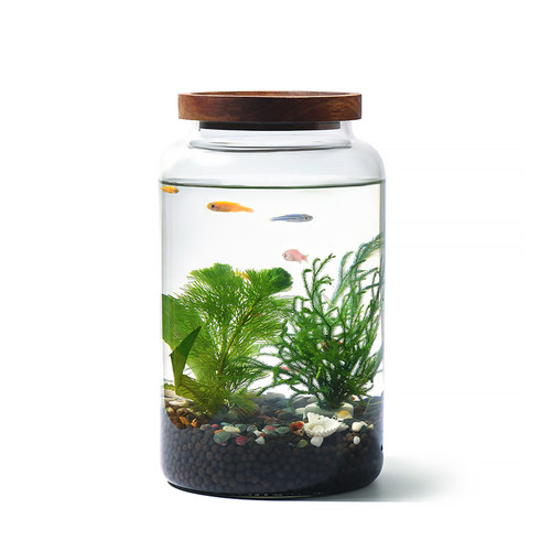 生态瓶水草小鱼缸玻璃办公桌面微景观生日情侣礼物DIY作业免换水