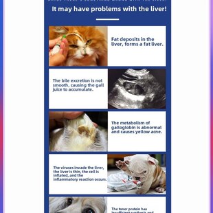 龙源肠胆汁酸肝损伤撕裂染色胆囊促进食Q欲,宠物猫狗胆汁
