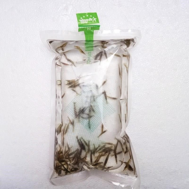 繁殖快的虾淡水观赏虾淡水耐活虾鲜活观赏淡水小虾鲜活淡水冷水