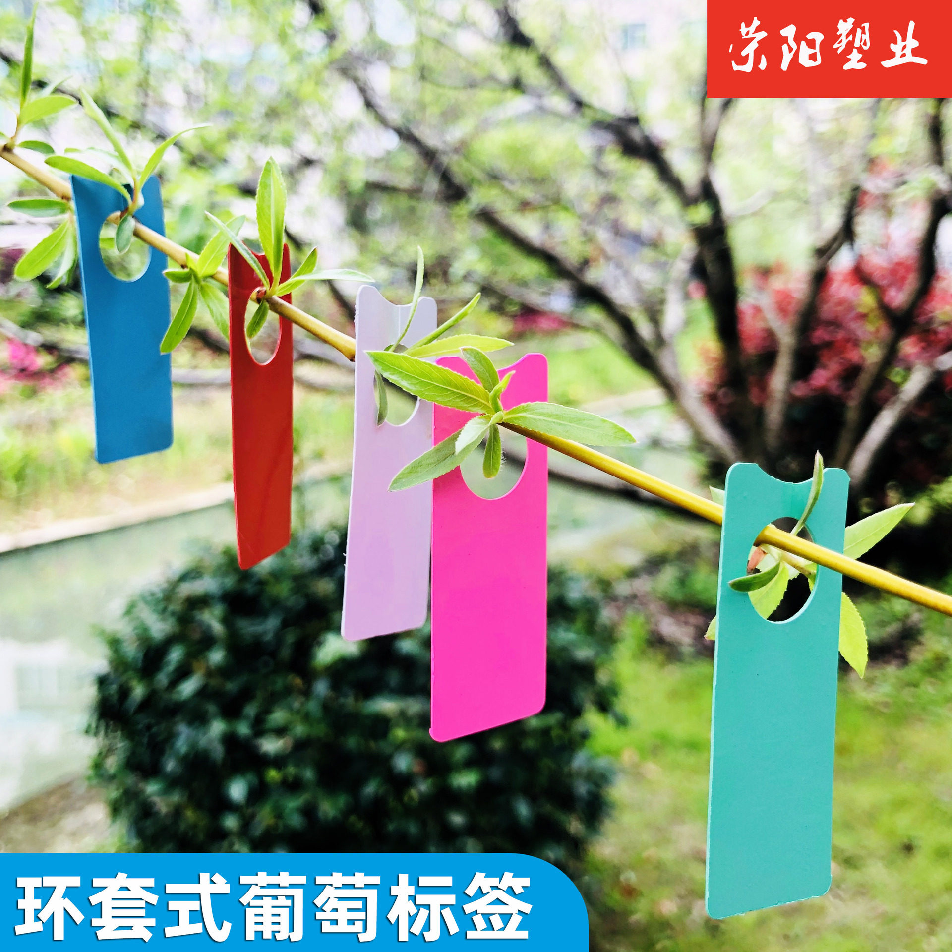 植物标签葡萄记号牌葡萄标记卡甜瓜分批色卡西瓜标记牌瓜果标记牌