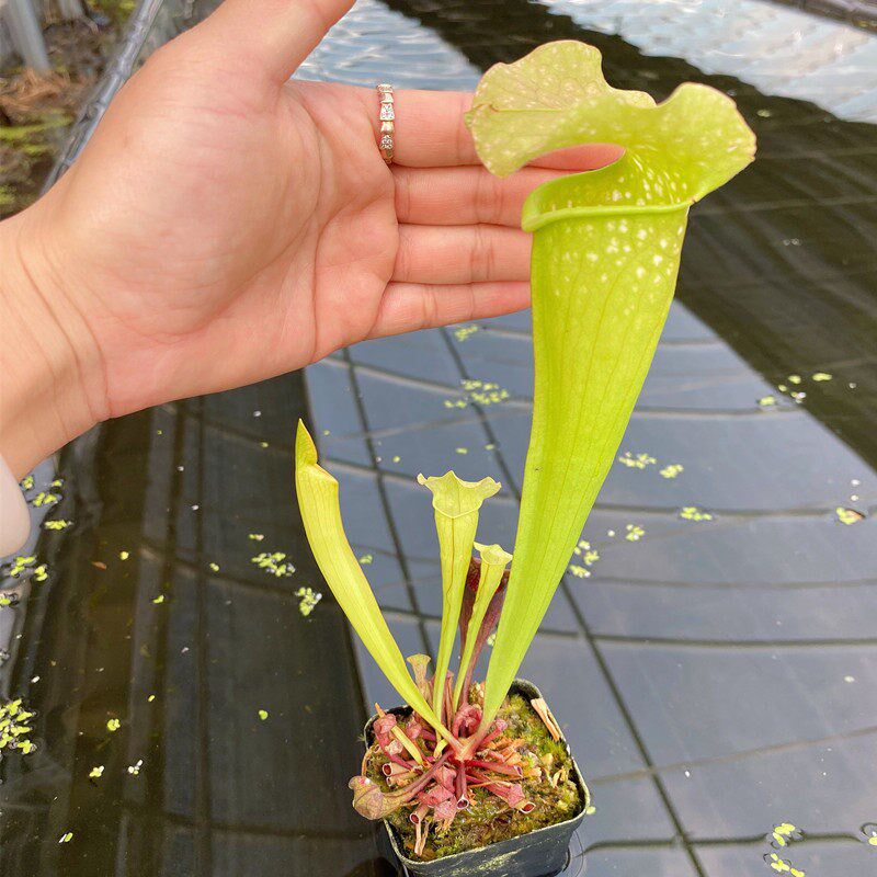 大口怪瓶子草驱蚊食虫植物食虫草趣味捕虫捉苍蝇植物花卉绿植盆栽