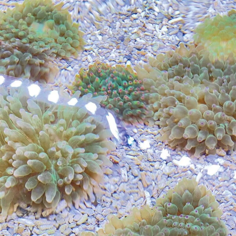 奶嘴海葵红奶嘴小丑共生海葵荧光软体珊瑚地毯海缸生物小丑鱼海洋