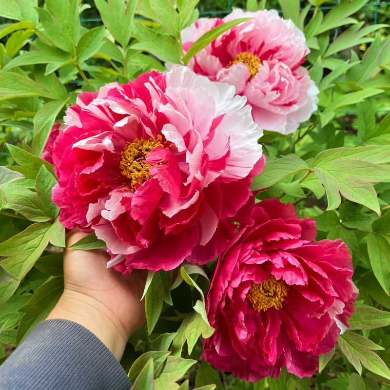 双色【岛锦】洛阳观赏大牡丹花苗 阳台花园庭院盆栽地栽 好养花卉