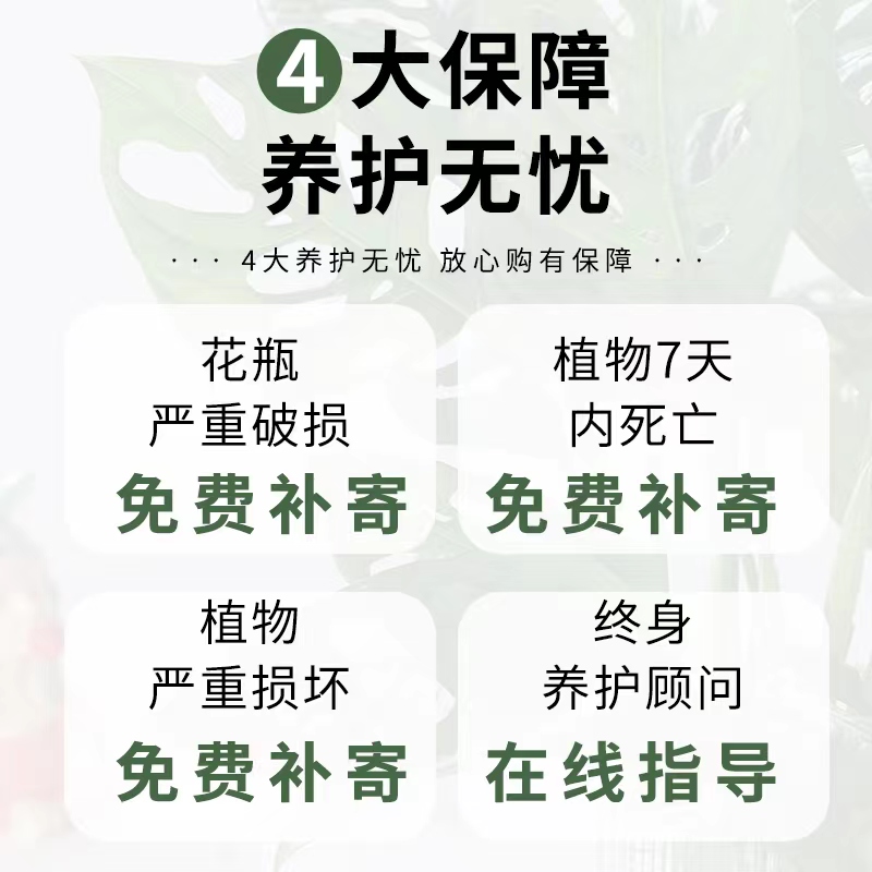 水培植物仙洞龟背竹盆栽室内桌面四季好养净化空气除甲醛花卉绿植