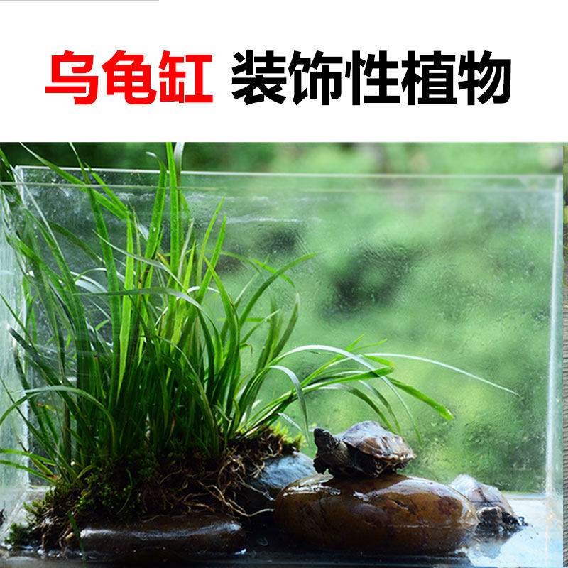 鱼缸水陆缸植物乌龟缸装饰石菖蒲包邮,宠物/宠物食品及用品,造景/装饰,淘宝优惠券,粉丝福利购,淘宝优惠卷
