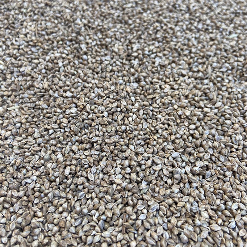 鸟食 水稗子 草籽 芙蓉鸟 鹦鹉 珍珠鸟 文鸟/蛋白质高 包邮5斤