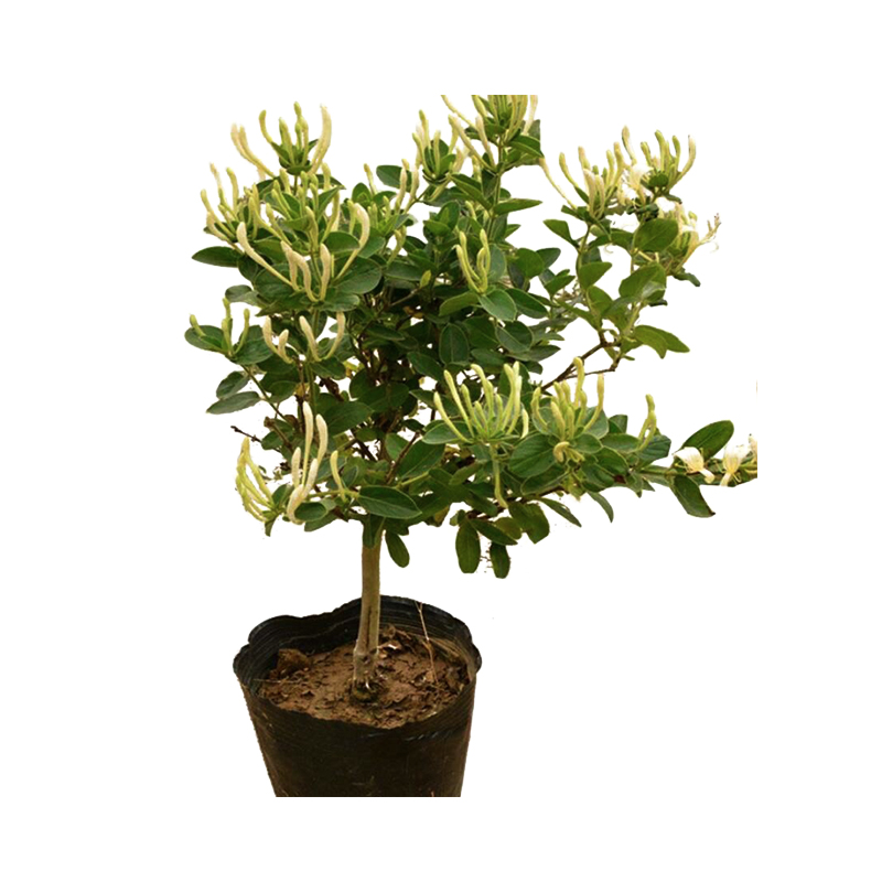 金银花树苗种植家庭院阳台盆栽地栽黄白红色金银花苗攀援爬藤植物