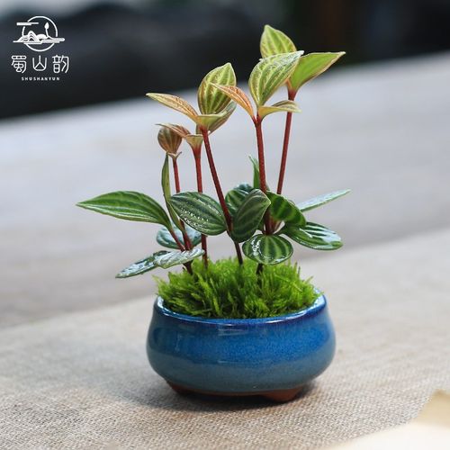 轮叶豆瓣绿桌面小盆栽绿植苗微型观叶掌上植物四季常青办公室好养