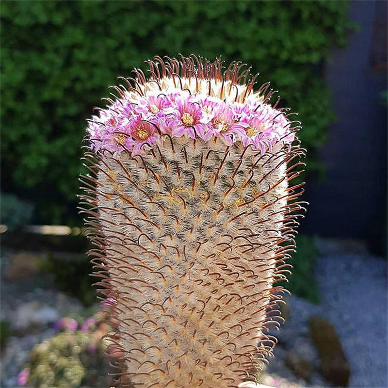 曲刺佩雷稀有品种仙人球乳突球属粉花仙人掌类植物盆栽室内花卉