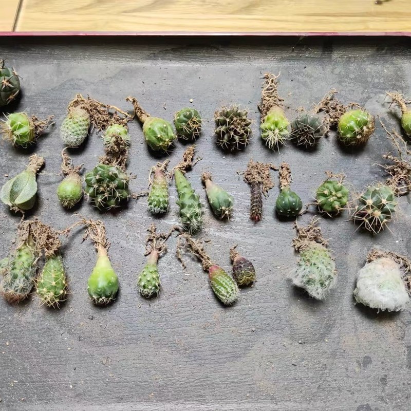 漳州嘟嘟仙人球有限公司【仙人球苗组合套餐】随机发货实生苗