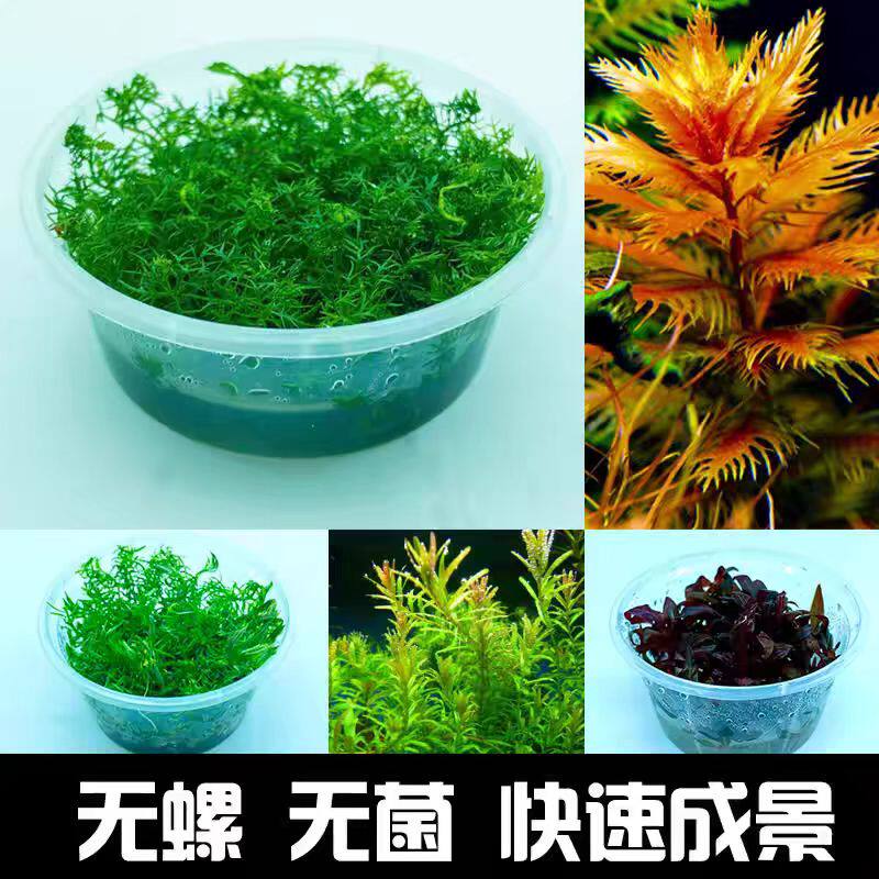 挖耳草无菌杯大全爬地无菌杯水草水草