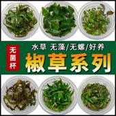 椒草太阳无菌杯系类鱼缸造景无菌水草辣椒水草无菌杯水草杯无菌杯