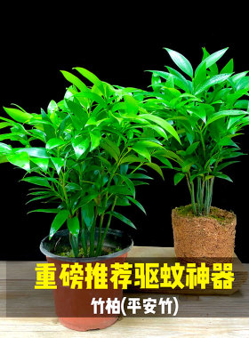 竹柏盆栽树苗室内植物平安竹桌面植物驱蚊虫花草四季青