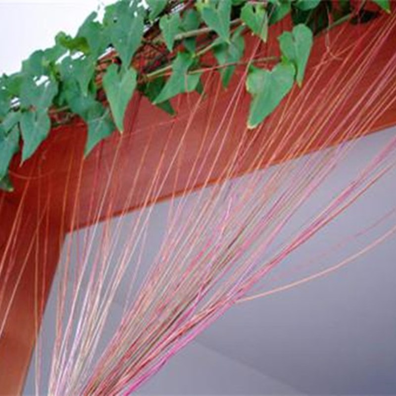 锦屏藤苗富贵帘苗藤龙须藤一帘幽梦会长须的爬藤植物阳台攀援花卉