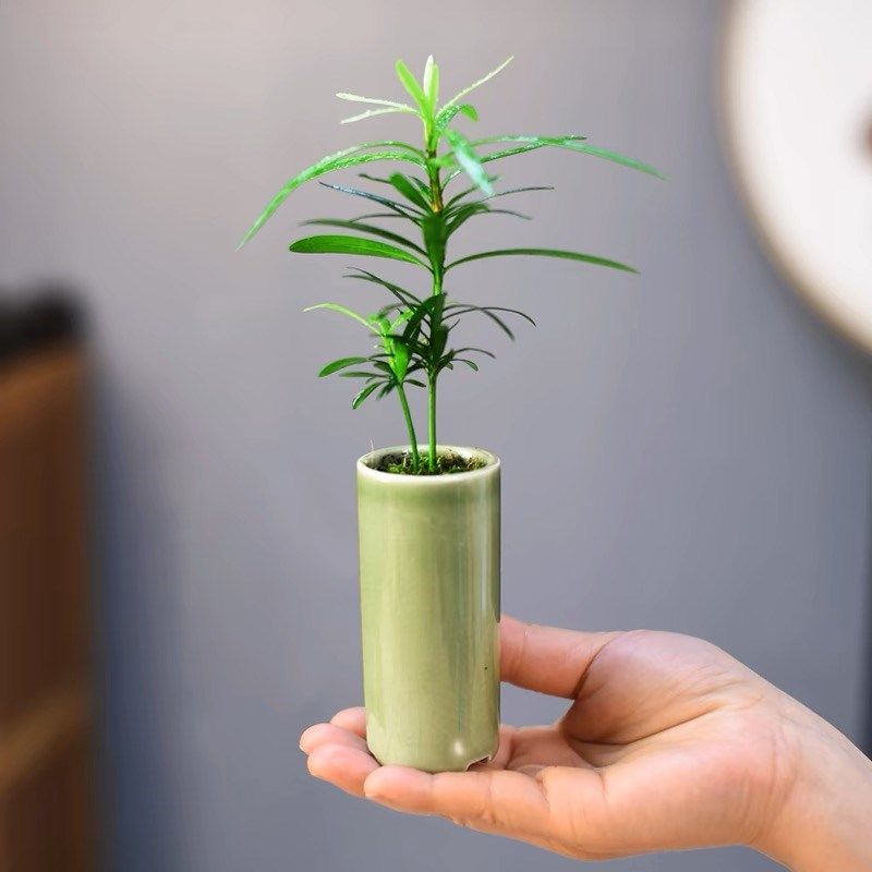 罗汉松盆栽室内绿植办公客厅桌面趣味迷你小盆景四季好养植物摆件