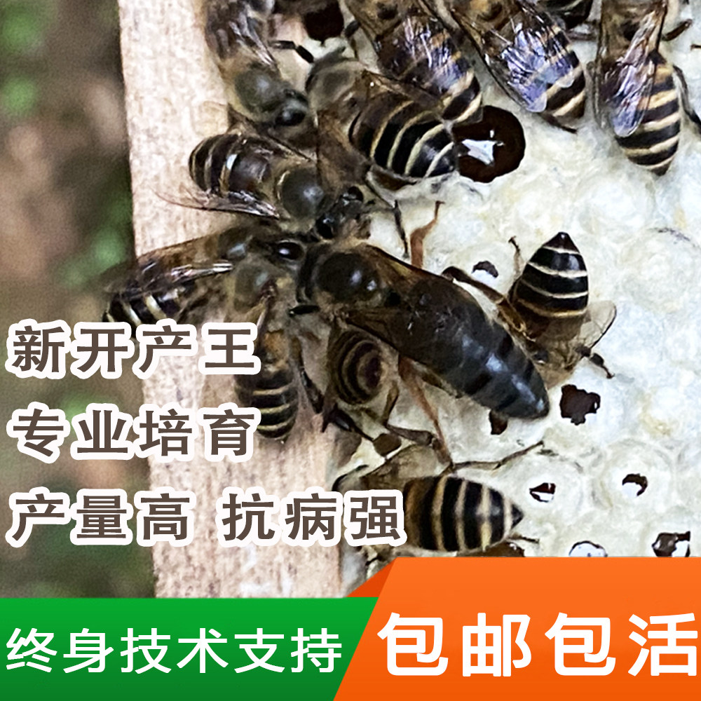 中蜂蜂王阿坝王杂交优质高产活体蜂王包邮非双色王开产新王产卵王